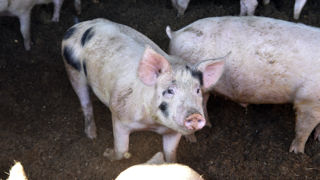 Les prix du porc ont reculé sur les principales places européennes, à l'exception de l'Italie. Les prix du porc ont reculé sur les principales places européennes, à l'exception de l'Italie.
