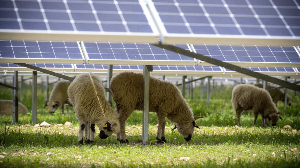 Le taux d'emprise au sol de l'installation agrivoltaïque ne devra pas dépasser 30% sur les pâtures.