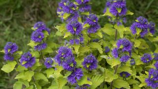 Un caryopterie 'Good as gold' arbore des fleurs violettes, originales pour l'espèce. Un caryopterie 'Good as gold' arbore des fleurs violettes, originales pour l'espèce.