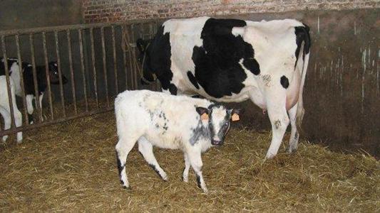 Croisement holstein blanc bleu belge