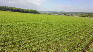 L'Anses a restreint les conditions d'application des herbicides contenant de la terbuthylazine, molécule autorisée sur maïs. L'Anses a restreint les conditions d'application des herbicides contenant de la terbuthylazine, molécule autorisée sur maïs.