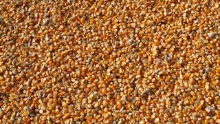 Les États-Unis ont annoncé avoir demandé la création d’un groupe spécial, dans le cadre de l’accord de libre-échange entre le Canada, les États-Unis et le Mexique afin de régler son contentieux avec le Mexique concernant des produits agricoles transgéniques. Les États-Unis ont annoncé avoir demandé la création d’un groupe spécial, dans le cadre de l’accord de libre-échange entre le Canada, les États-Unis et le Mexique afin de régler son contentieux avec le Mexique concernant des produits agricoles transgéniques.