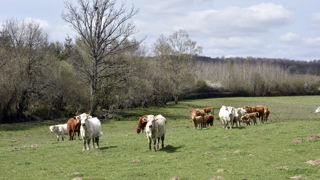 En Corse, le bolus ruminal est un critère d’éligibilité obligatoire aux aides couplées bovines dès la campagne Pac de 2023. En Corse, le bolus ruminal est un critère d’éligibilité obligatoire aux aides couplées bovines dès la campagne Pac de 2023.