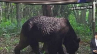L'ours OSO18, surnommé «ninja», aurait attaqué près de 66 bovins. L'ours OSO18, surnommé «ninja», aurait attaqué près de 66 bovins.