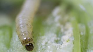Les larves des grosses altises pénètrent dans le pétiole des feuilles de colza et creusent des galeries d'où elles rejoignent la tige et peuvent endommager le bourgeon terminal. La plante reste alors naine avec un port buissonnant. Les larves des grosses altises pénètrent dans le pétiole des feuilles de colza et creusent des galeries d'où elles rejoignent la tige et peuvent endommager le bourgeon terminal. La plante reste alors naine avec un port buissonnant.