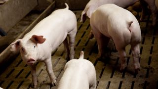 En cumul sur les 30 premières semaines de 2023, les abattages de porcs reculent de 5,6 % en têtes, dans la zone Uniporc Ouest. En cumul sur les 30 premières semaines de 2023, les abattages de porcs reculent de 5,6 % en têtes, dans la zone Uniporc Ouest.