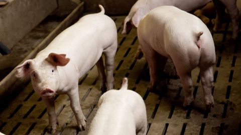 En cumul sur les 30 premières semaines de 2023, les abattages de porcs reculent de 5,6 % en têtes, dans la zone Uniporc Ouest. En cumul sur les 30 premières semaines de 2023, les abattages de porcs reculent de 5,6 % en têtes, dans la zone Uniporc Ouest.