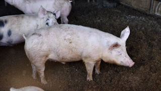En juillet 2023, les abattages de porcs se repliaient de 4,9 % en têtes sur un an. En juillet 2023, les abattages de porcs se repliaient de 4,9 % en têtes sur un an.