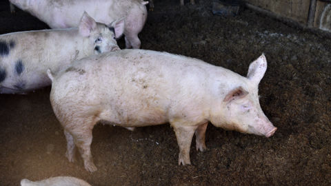 En juillet 2023, les abattages de porcs se repliaient de 4,9 % en têtes sur un an. En juillet 2023, les abattages de porcs se repliaient de 4,9 % en têtes sur un an.