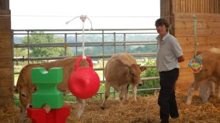 Dans le parc des jeunes sevrés, Stéphanie Ravenau a installé une guirlande sensorielle et a disposé différents objets.