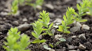 « Il faut choisir une parcelle propre et viser une structure de sol fine, aplanie et rappuyée, prévient l’institut technique Terres Inovia. Et il ne faut pas semer trop tôt pour que le lin atteigne 5-10 cm à l'entrée de l'hiver. » « Il faut choisir une parcelle propre et viser une structure de sol fine, aplanie et rappuyée, prévient l’institut technique Terres Inovia. Et il ne faut pas semer trop tôt pour que le lin atteigne 5-10 cm à l'entrée de l'hiver. »
