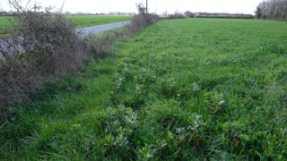 Le maillage de haies est reconstitué grâce à l’abandon du broyage en bords de champs (ici prairie de fétuque avec féverole) et la repousse spontanée d’espèces autochtones d’arbres et arbustes.