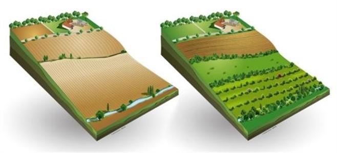 Schéma sur l'arbre dans l'agroforesterie