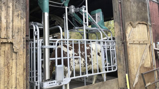 L'urinoir autonome Cow Toilet vient se placer derrière la vache lorsqu'elle se rend au Dac. L'urinoir autonome Cow Toilet vient se placer derrière la vache lorsqu'elle se rend au Dac.