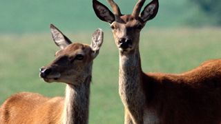 Les cervidés, animaux emblématiques de l'Aubrac, font de nombreux dégâts dans les prairies. Les cervidés, animaux emblématiques de l'Aubrac, font de nombreux dégâts dans les prairies.