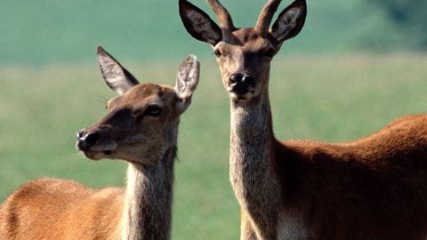 Les cervidés, animaux emblématiques de l'Aubrac, font de nombreux dégâts dans les prairies. Les cervidés, animaux emblématiques de l'Aubrac, font de nombreux dégâts dans les prairies.