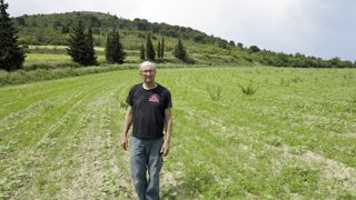 Dans cette parcelle, Denis Juin a semé en même temps du tournesol et de la luzerne, qui occupe l’espace entre les rangs tout en fournissant de l’azote. Après la moisson, elle deviendra une prairie.