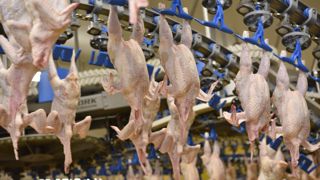 Le ministre de l’Agriculture, Marc Fesneau, a affirmé qu’il ne voulait pas « envoyer de signaux hostiles à l’Ukraine » alors que les professionnels français de la volaille le pressent d’intervenir contre le « déferlement » de poulets ukrainiens sur le marché français. Le ministre de l’Agriculture, Marc Fesneau, a affirmé qu’il ne voulait pas « envoyer de signaux hostiles à l’Ukraine » alors que les professionnels français de la volaille le pressent d’intervenir contre le « déferlement » de poulets ukrainiens sur le marché français.