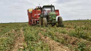 Les conditions climatiques et la pression de la maladie durant le cycle de production des pommes de terre, risquent d'impacter la qualité de la récolte de 2023, selon l'UNPT. Les conditions climatiques et la pression de la maladie durant le cycle de production des pommes de terre, risquent d'impacter la qualité de la récolte de 2023, selon l'UNPT.