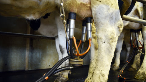 La Coordination rurale, l'Apli et l'EMB veulent enrayer « la baisse mortifère de 50 €/1 000 litres entre janvier et juin 2023 ». La Coordination rurale, l'Apli et l'EMB veulent enrayer « la baisse mortifère de 50 €/1 000 litres entre janvier et juin 2023 ».