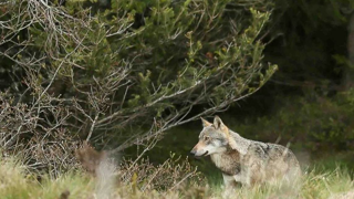 Une nouvelle méthode de comptage des loups sera définie d'ici à un an. Le gouvernement souhaite un mode de calcul plus robuste et plus consensuel « pour recréer de la confiance ». Une nouvelle méthode de comptage des loups sera définie d'ici à un an. Le gouvernement souhaite un mode de calcul plus robuste et plus consensuel « pour recréer de la confiance ».