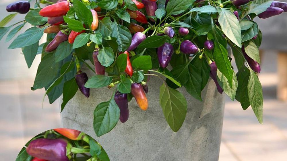 Capsicum annuum ‘Sunset’ Purple F1. Capsicum annuum ‘Sunset’ Purple F1.