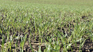Le prosulfocarbe est un herbicide racinaire notamment utilisé à l’automne sur céréales à paille. Le prosulfocarbe est un herbicide racinaire notamment utilisé à l’automne sur céréales à paille.
