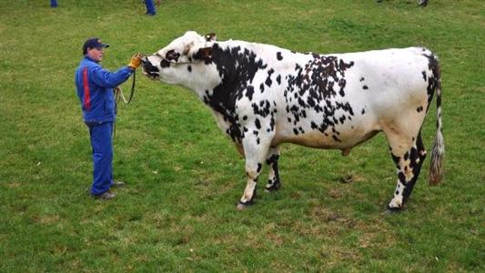 Taureau normand