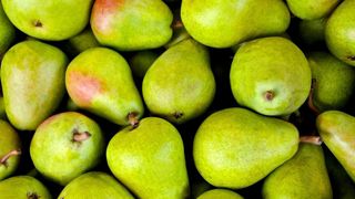 La variété Guyot accuse la baisse la plus importante, avec une récolte inférieure de 35 % à celle de 2022. La variété Guyot accuse la baisse la plus importante, avec une récolte inférieure de 35 % à celle de 2022.