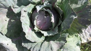 Le chou de Saint-Saëns est un  chou cabus qui a la particularité d’être énorme et volumineux.