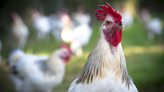 Dans le village d'Emberménil, un arrêté prévoit de limiter le nombre d'animaux par foyer, afin de lutter contre les bruits occasionnés. Dans le village d'Emberménil, un arrêté prévoit de limiter le nombre d'animaux par foyer, afin de lutter contre les bruits occasionnés.