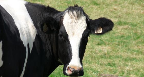 Vache Prim'holstein