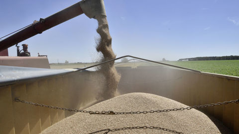 Les prix des céréales sont en baisse cette semaine, de même que celui du colza. Les prix des céréales sont en baisse cette semaine, de même que celui du colza.