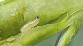 Contre les larves de grosses altises, le cyantraniliprole agit principalement par contact avec aussi quelques effets par ingestion. Contre les larves de grosses altises, le cyantraniliprole agit principalement par contact avec aussi quelques effets par ingestion.