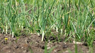 Après la récolte des pommes de terre, vous pouvez installer de l'ail ou des échalotes grises qui apprécieront le sol décompacté. Après la récolte des pommes de terre, vous pouvez installer de l'ail ou des échalotes grises qui apprécieront le sol décompacté.