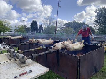 14 cochons avaient été prévus pour le repas du soir.(H. Laurandel)