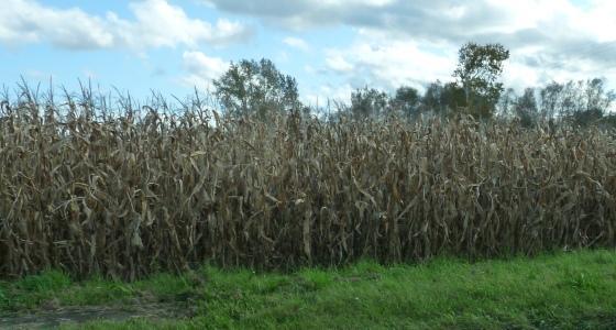 Le progrès génétique diminue fortement la pression exercée sur le maïs par les conditions climatiques de la campagne.