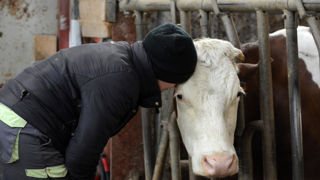 Déclaration de Dublin : « Les animaux d’élevage et de rente sont irremplaçables pour maintenir un flux circulaire de matières dans l’agriculture. » Déclaration de Dublin : « Les animaux d’élevage et de rente sont irremplaçables pour maintenir un flux circulaire de matières dans l’agriculture. »