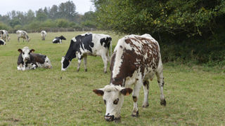 En cumul de janvier à juillet 2023, la collecte française de lait bio a reculé de 3,9 % sur un an. En cumul de janvier à juillet 2023, la collecte française de lait bio a reculé de 3,9 % sur un an.