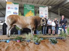 Octobre, déjà connu des concours, remporte le grand prix de champion en taureau adulte.