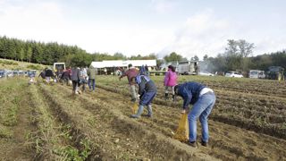 Au fil de la matinée, plus de 400 personnes ont ramassé 9 800 kg de pommes de terre. Au fil de la matinée, plus de 400 personnes ont ramassé 9 800 kg de pommes de terre.