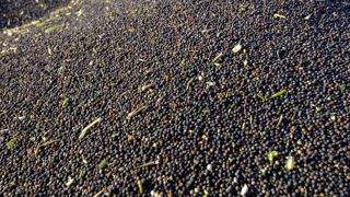 La production de colza en Ukraine a battu un record en 2023, avec 4 millions de tonnes. La production de colza en Ukraine a battu un record en 2023, avec 4 millions de tonnes.
