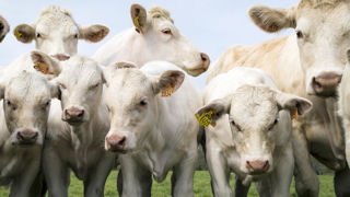 Avant leur départ vers l'Italie, les animaux provenant de la zone réglementée vis-à-vis de la MHE devront être testés et désinsectisés. Avant leur départ vers l'Italie, les animaux provenant de la zone réglementée vis-à-vis de la MHE devront être testés et désinsectisés.