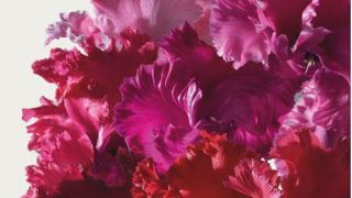 Cyclamen METIS® CRISPINO® Mini mélange.