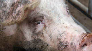 Un foyer de la maladie d’Aujeszky a été confirmé le 11 octobre dans un élevage français de 200 porcs. Un foyer de la maladie d’Aujeszky a été confirmé le 11 octobre dans un élevage français de 200 porcs.