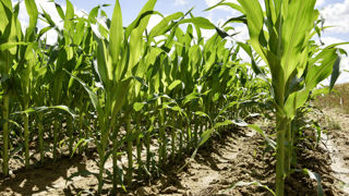 Le S-métolachlore est une matière active herbicide, utilisée notamment sur maïs. Le S-métolachlore est une matière active herbicide, utilisée notamment sur maïs.
