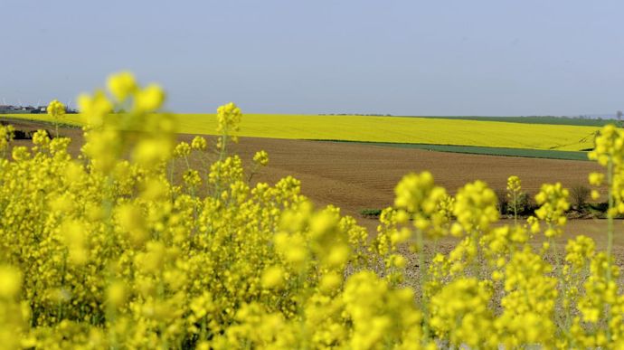 Avec 61 M€ de CA, le marché fongicide colza est en hausse de 25 % par rapport à 2022.