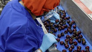 En une vingtaine d'années, le Chili a su monter une solide filière de la cerise, focalisée sur l'exportation. En une vingtaine d'années, le Chili a su monter une solide filière de la cerise, focalisée sur l'exportation.