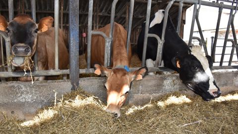 Christophe Hervy a progressivement remplacé ses holsteins par des jersiaises. © R. Aries/GFA