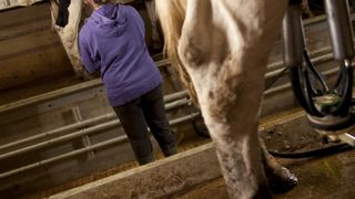L’agricultrice a été assignée en justice par l’une de ses salariées, à la suite de son licenciement. © Sébastien Champion L’agricultrice a été assignée en justice par l’une de ses salariées, à la suite de son licenciement. © Sébastien Champion